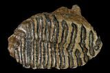 Fossil Woolly Mammoth Upper M Molar - North Sea Deposits #149765-1